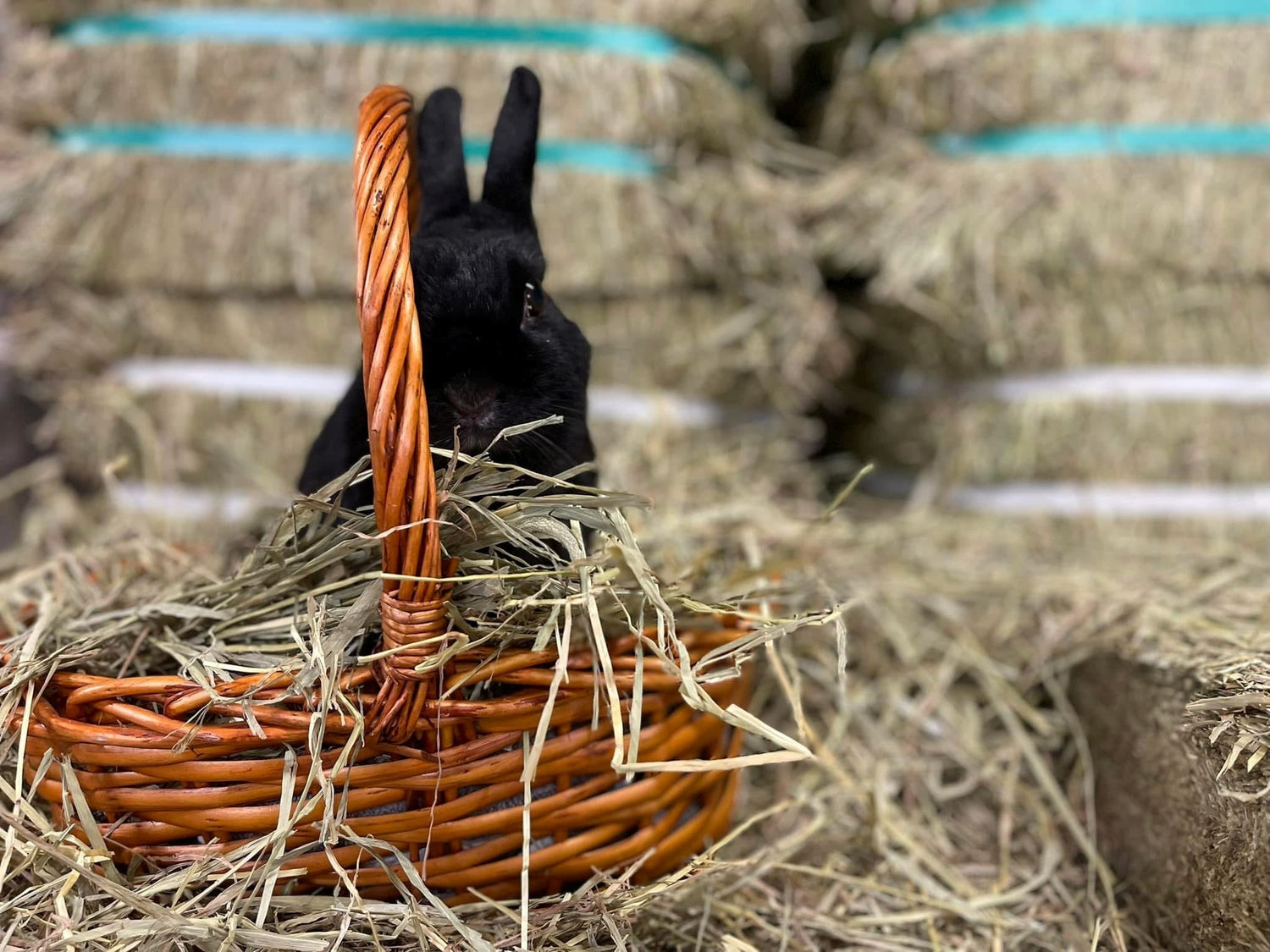 Get Your Bun's Favourite Hay