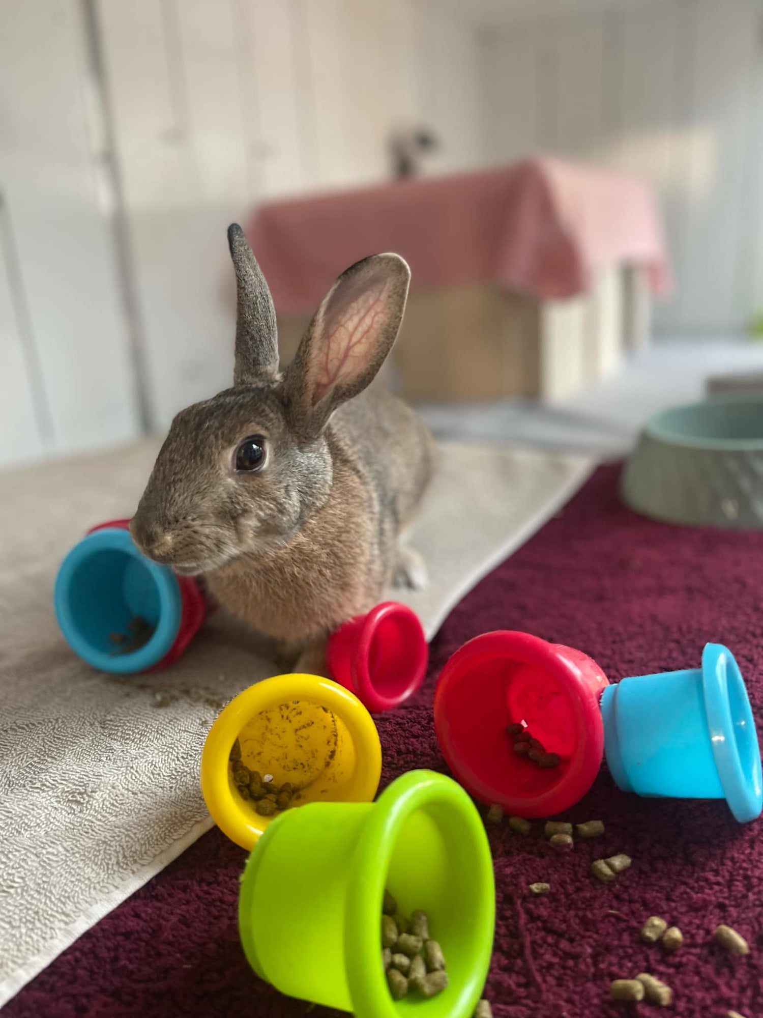 Enrichment for your Bun